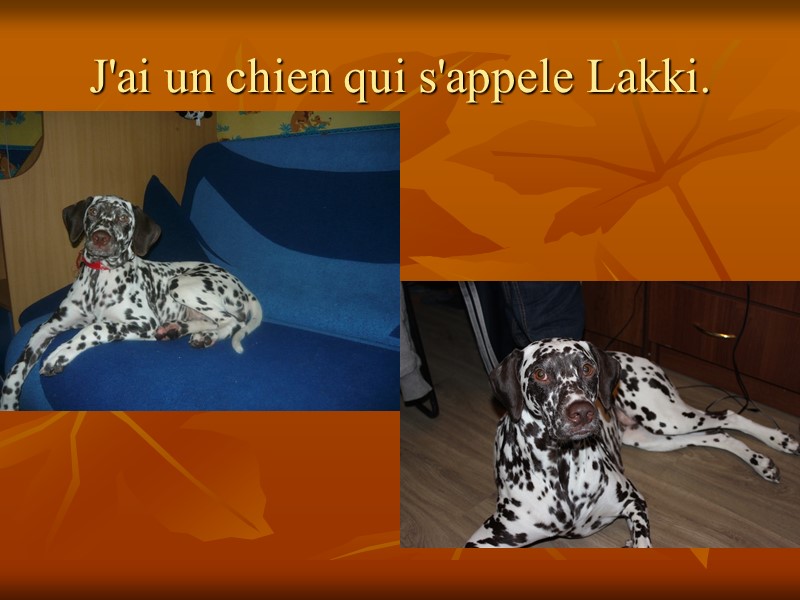 J'ai un chien qui s'appele Lakki.
